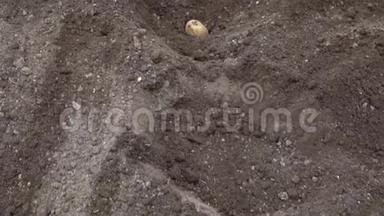 在土壤中种植土豆。